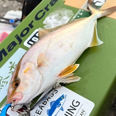 シオの釣果