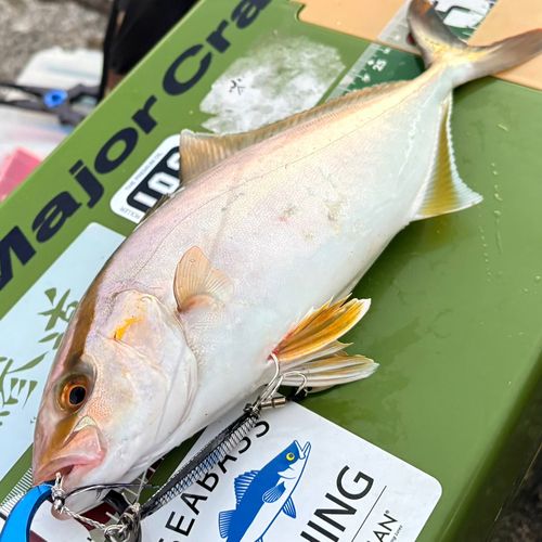 シオの釣果