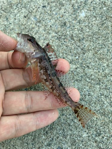 アナハゼの釣果