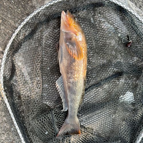 アイナメの釣果