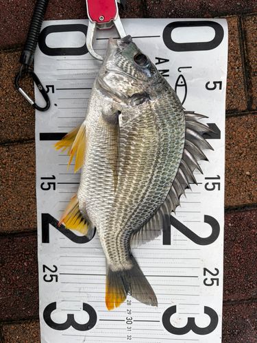 キビレの釣果