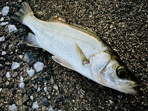 セイゴ（ヒラスズキ）の釣果