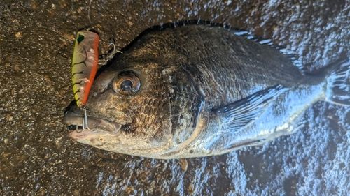 チヌの釣果