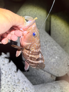 キジハタの釣果