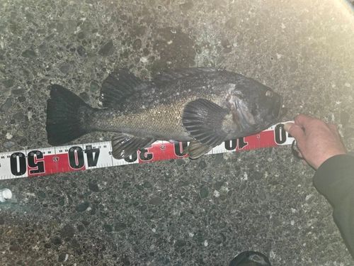 クロソイの釣果