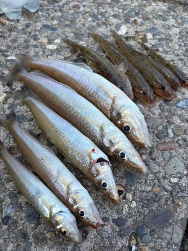 シロギスの釣果