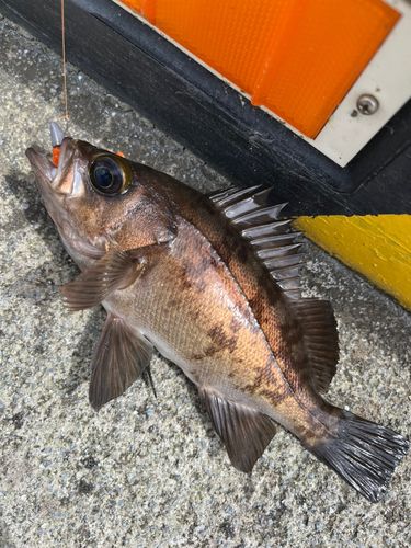 メバルの釣果