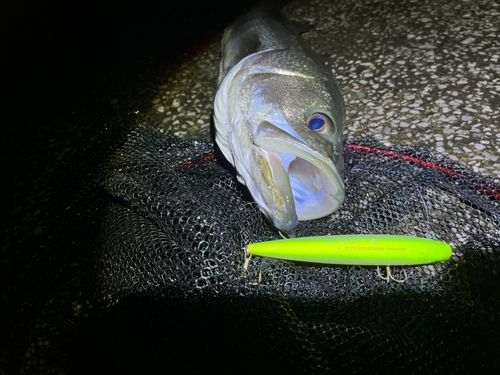 マルスズキの釣果