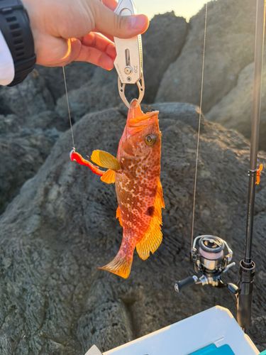 キジハタの釣果