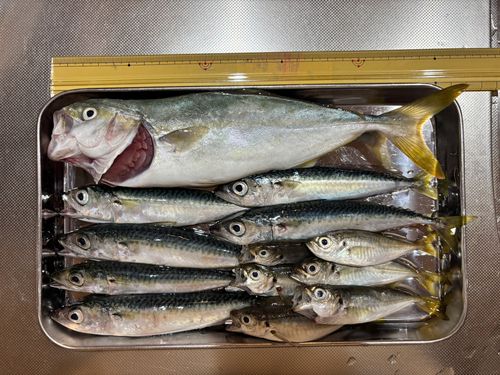 アングラーズ[ANGLERS] - 釣果や口コミで探せる魚釣り情報サイト