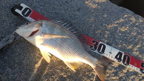 キビレの釣果
