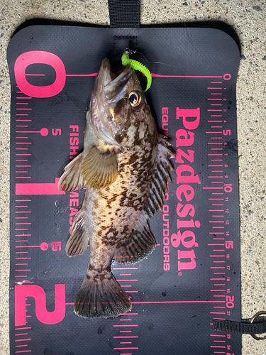 クロソイの釣果