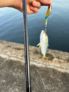 コゾクラの釣果