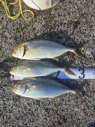 ネリゴの釣果