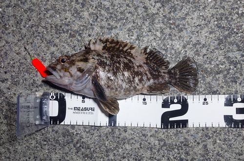 ムラソイの釣果