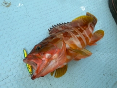 アカハタの釣果