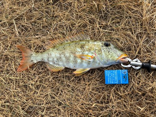 ムネアカクチビの釣果