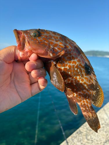 キジハタの釣果