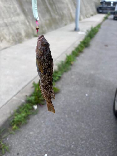 アイナメの釣果