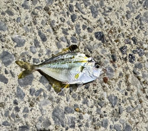 ヒイラギの釣果