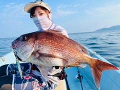 マダイの釣果