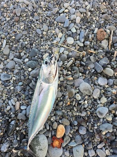 マルソウダの釣果