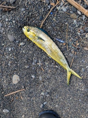 シイラの釣果