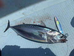 ソウダガツオの釣果