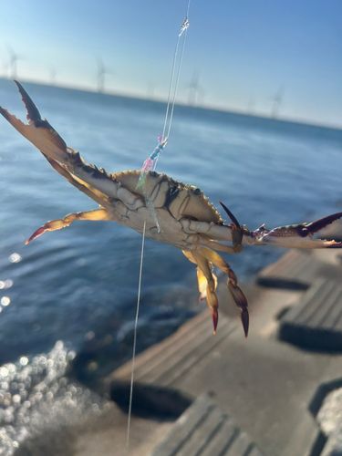 ワタリガニの釣果