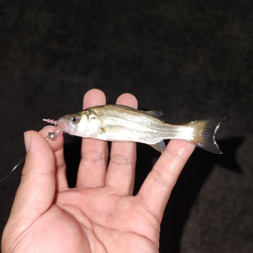 セイゴ（マルスズキ）の釣果