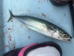 ゴマサバの釣果