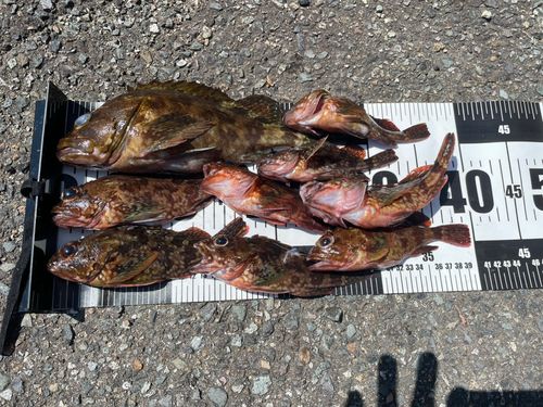 カサゴの釣果