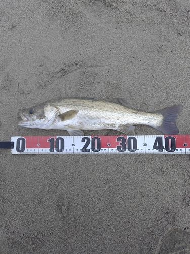 フッコ（マルスズキ）の釣果