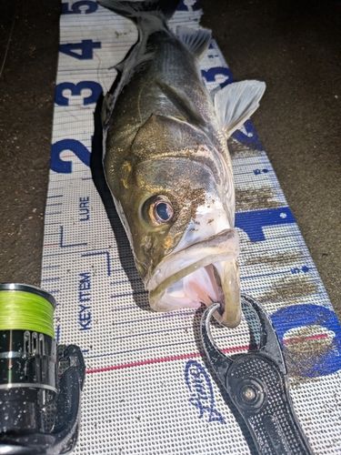 フッコ（マルスズキ）の釣果