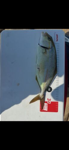 ネリゴの釣果