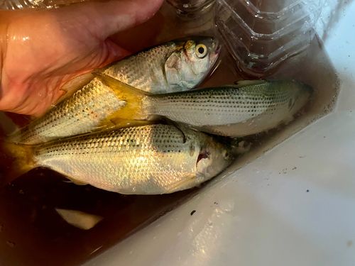 コノシロの釣果