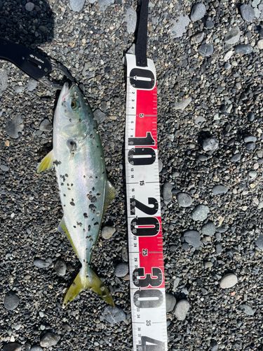イナダの釣果