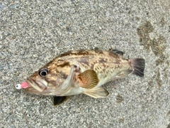 クロソイの釣果