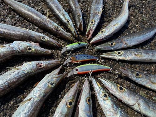 カマスの釣果