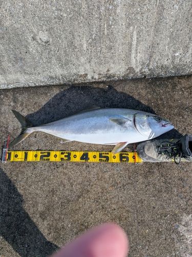ワラサの釣果
