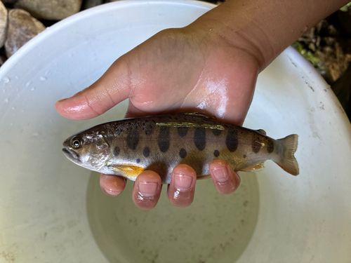 ヤマメの釣果