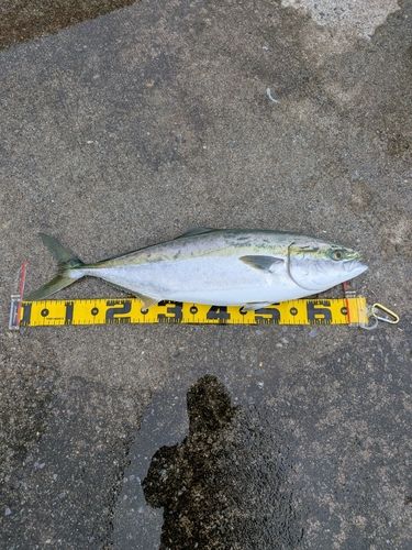 ワラサの釣果