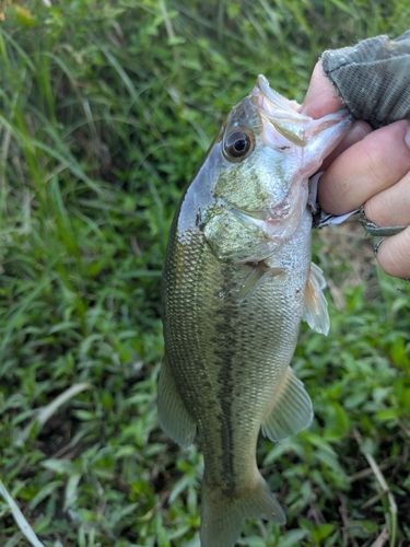 ラージマウスバスの釣果