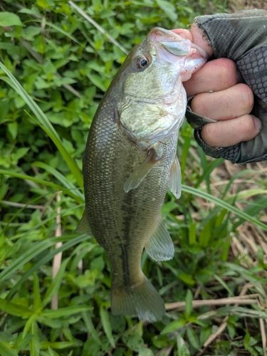 ラージマウスバスの釣果