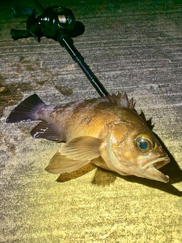 シロメバルの釣果