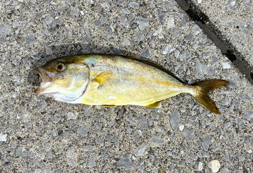 ネイリの釣果