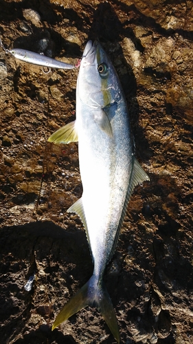 ヒラマサの釣果