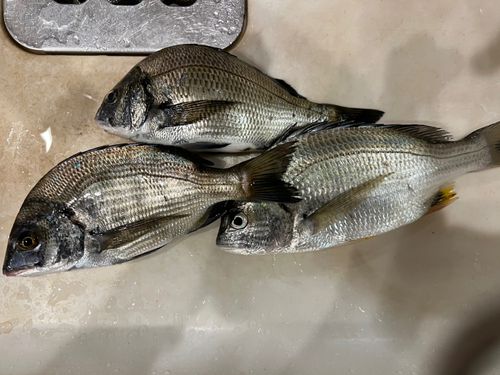 チヌの釣果