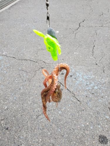 タコの釣果