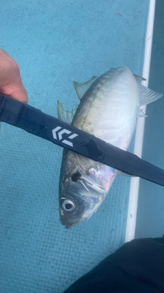 マルアジの釣果